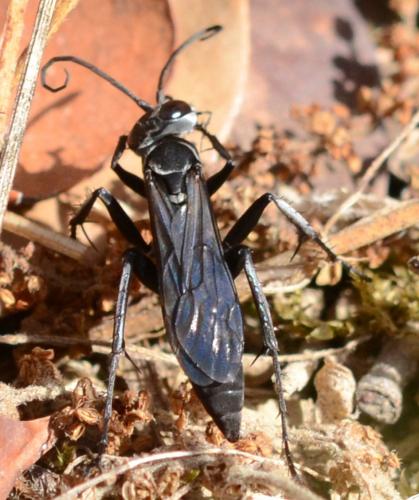 Dicyrtomellus tingitanus